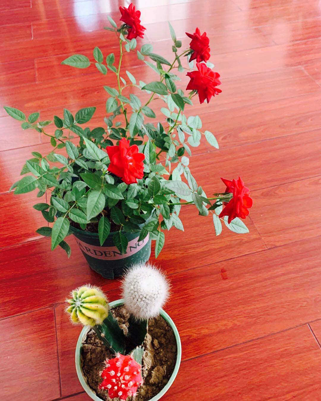 🍃🌲～～晒绿植～～🌳🍂：       终于有机会让大