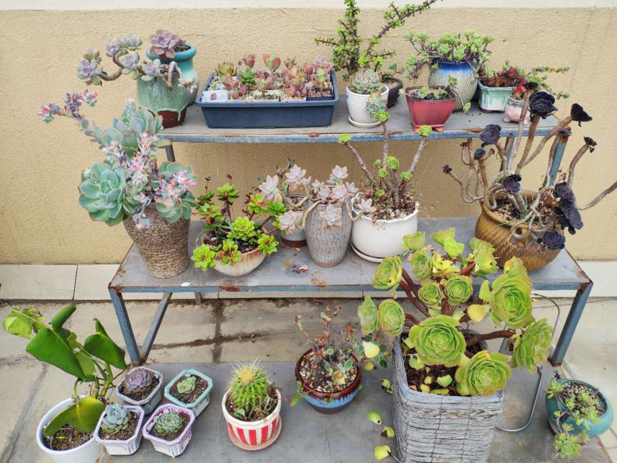 来晒晒单位顶楼的绿植小天地 有同事是养多肉的小能手 据说家里