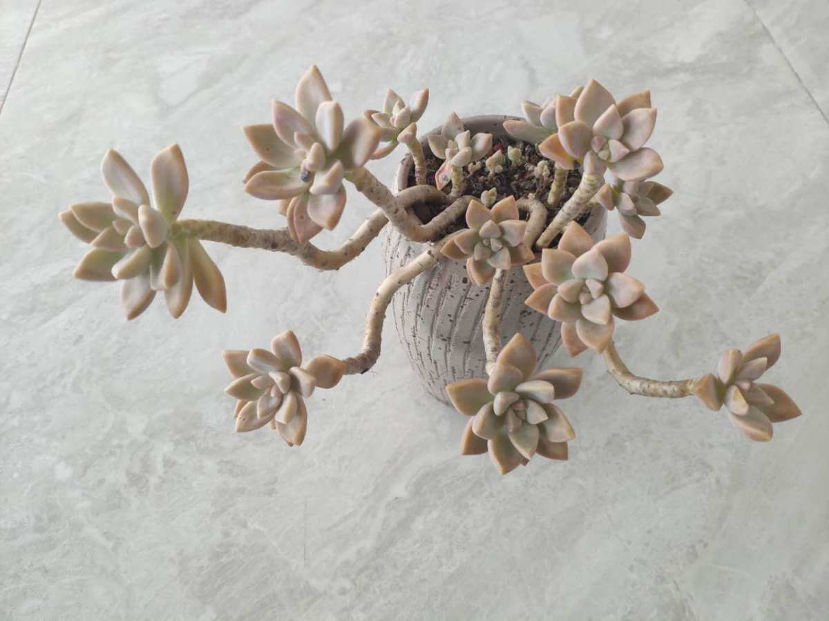 来晒晒单位顶楼的绿植小天地 有同事是养多肉的小能手 据说家里