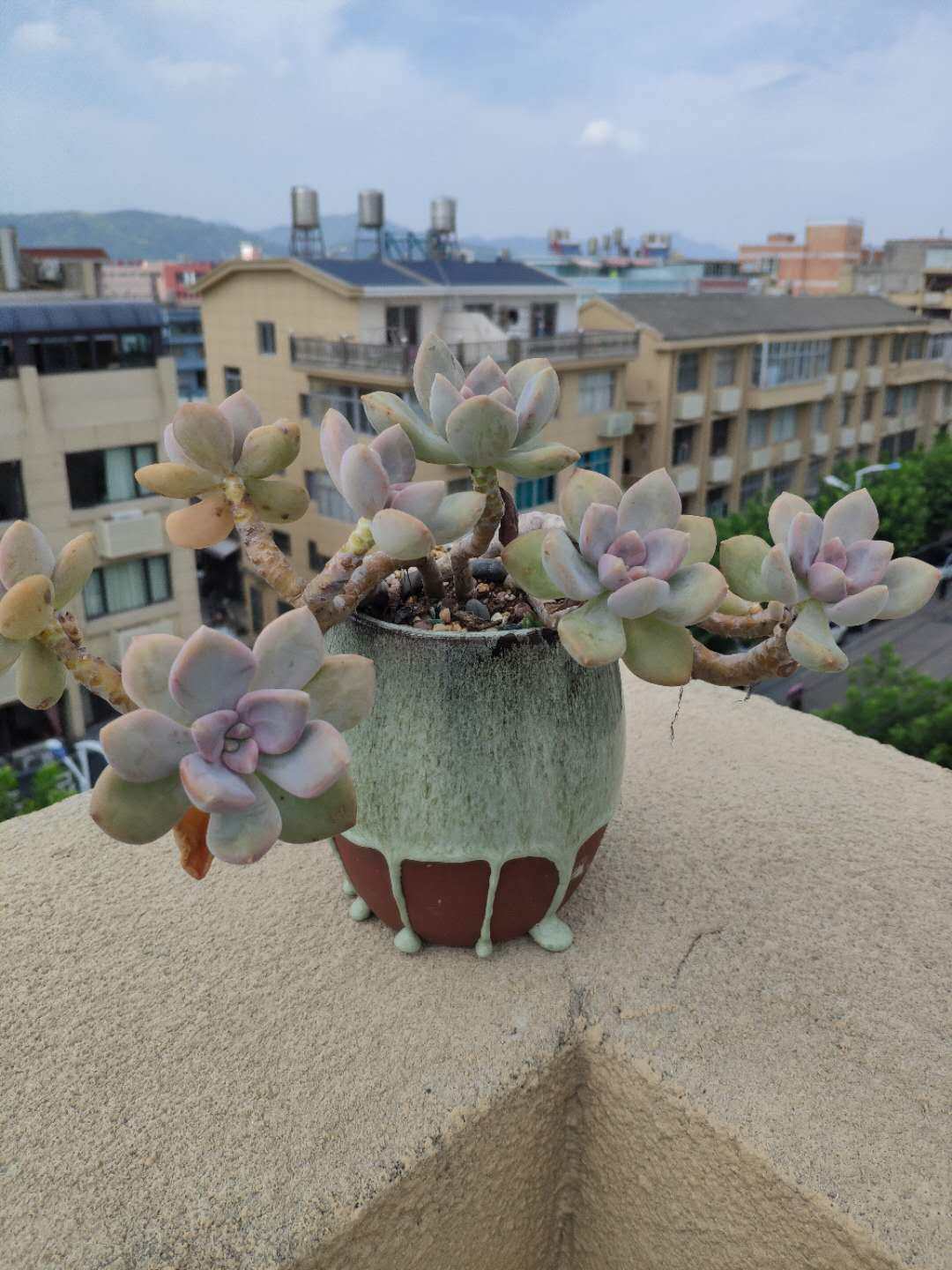 来晒晒单位顶楼的绿植小天地 有同事是养多肉的小能手 据说家里