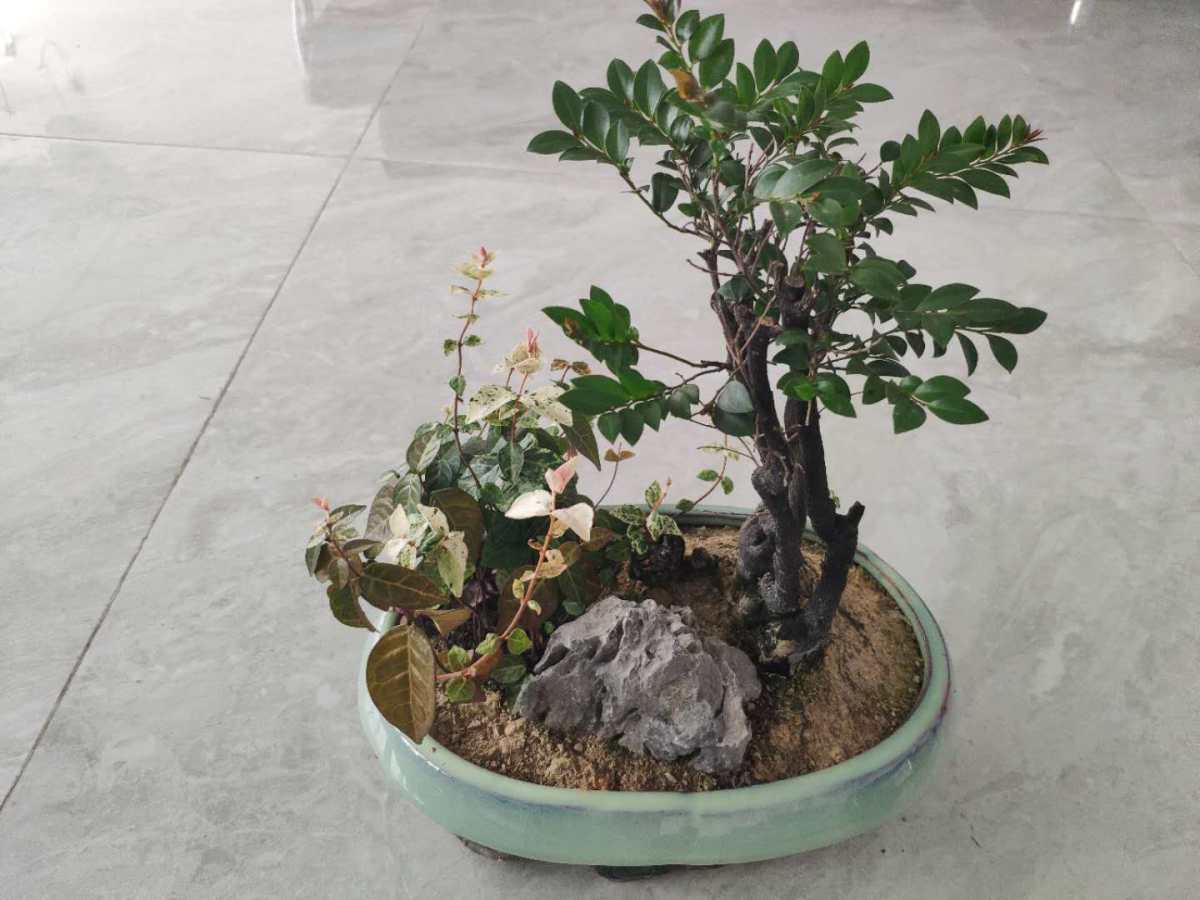 来晒晒单位顶楼的绿植小天地 有同事是养多肉的小能手 据说家里