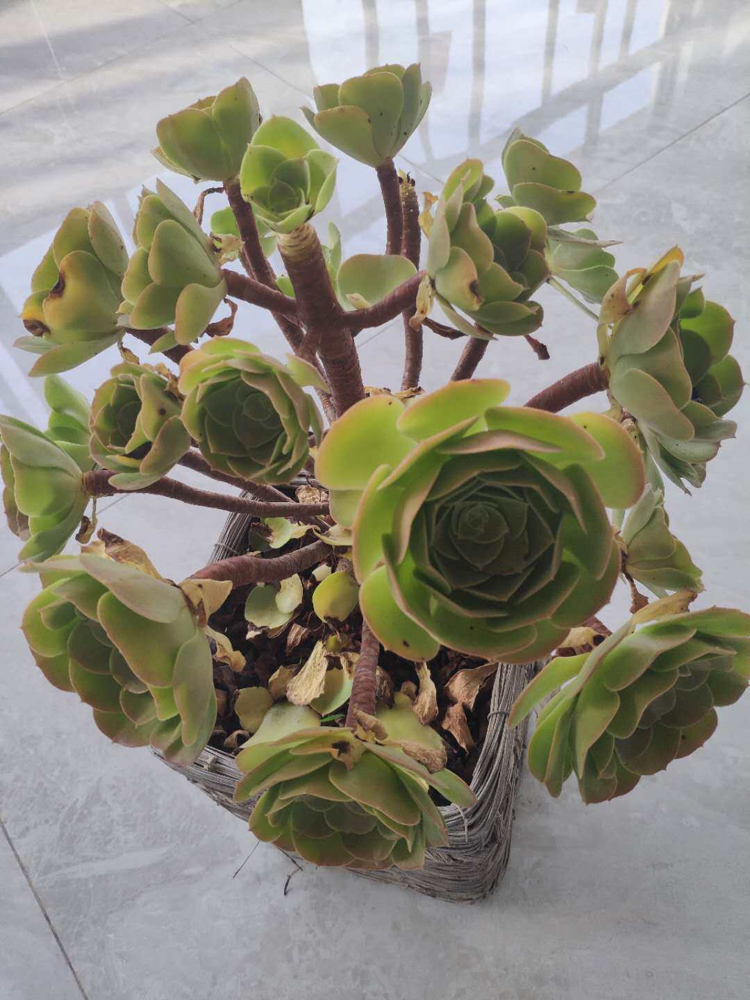 来晒晒单位顶楼的绿植小天地 有同事是养多肉的小能手 据说家里