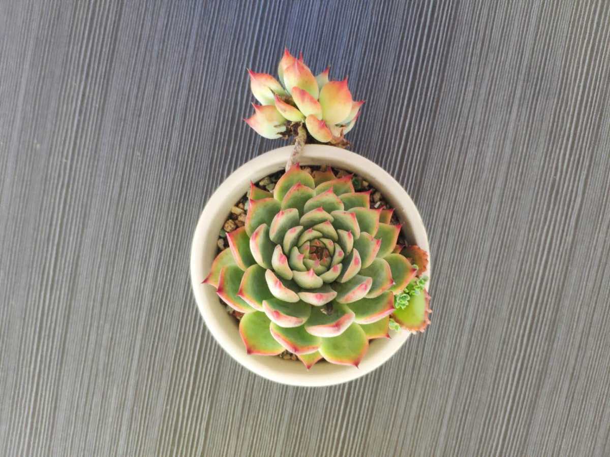 来晒晒单位顶楼的绿植小天地 有同事是养多肉的小能手 据说家里