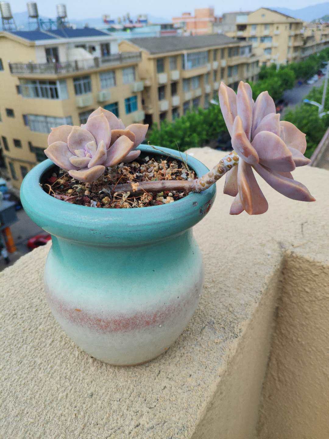 来晒晒单位顶楼的绿植小天地 有同事是养多肉的小能手 据说家里