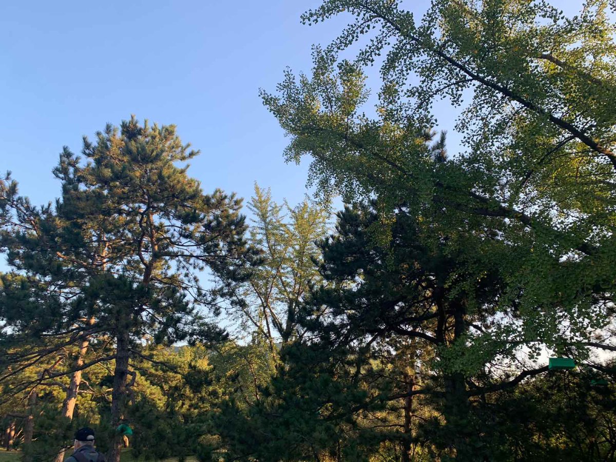 国庆出游～北京植物园➕卧佛寺 🍭一大早来的，所以人很少，只