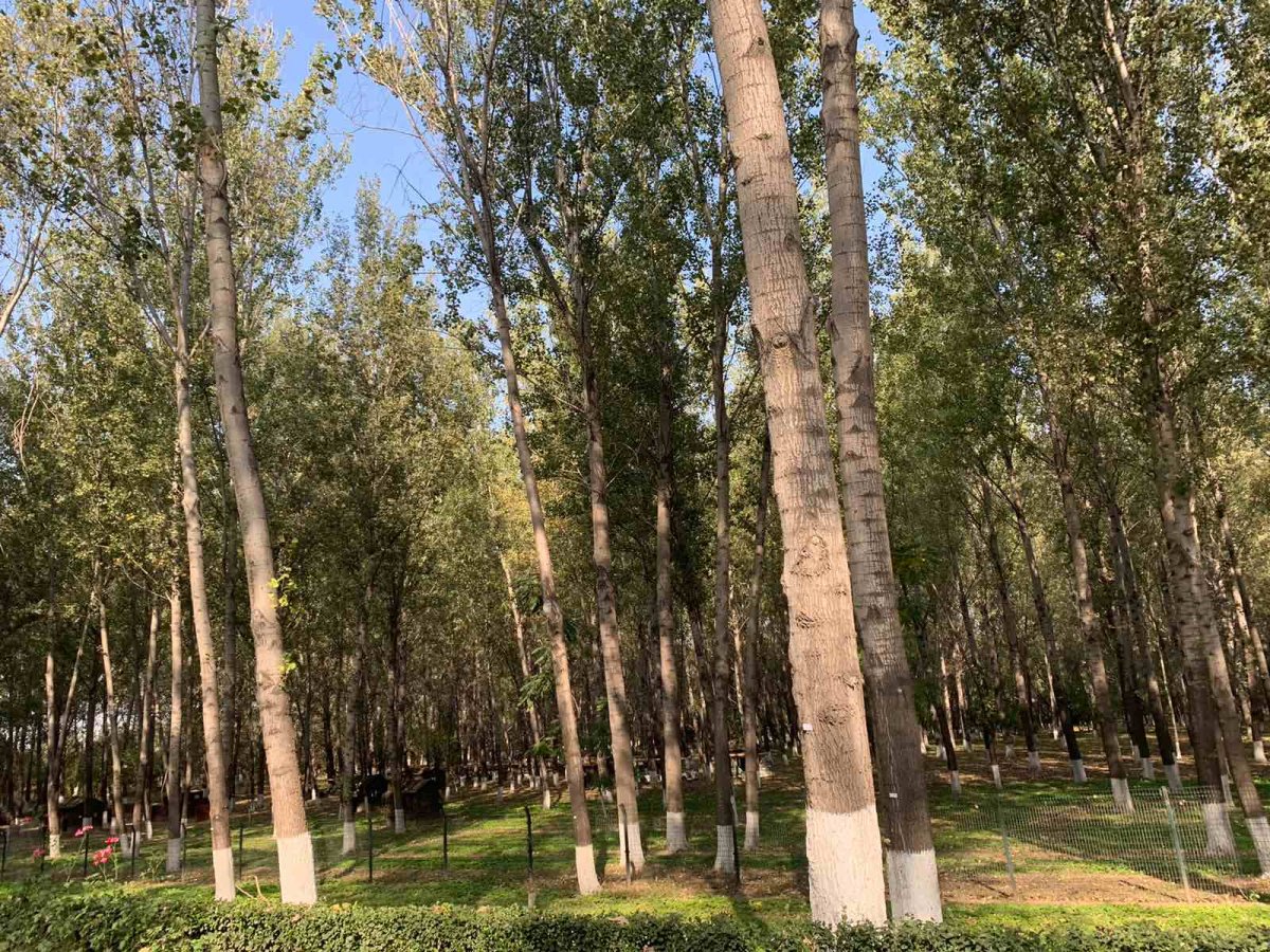 京郊半日游～汉石桥湿地公园 🍭这个公园在顺义区，占地面积很