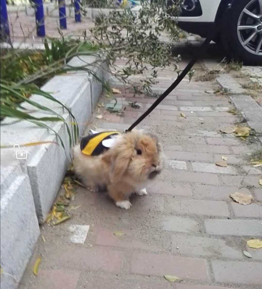 day6 秋膘大作战打卡 今天有点累  就不使劲运动了 下楼