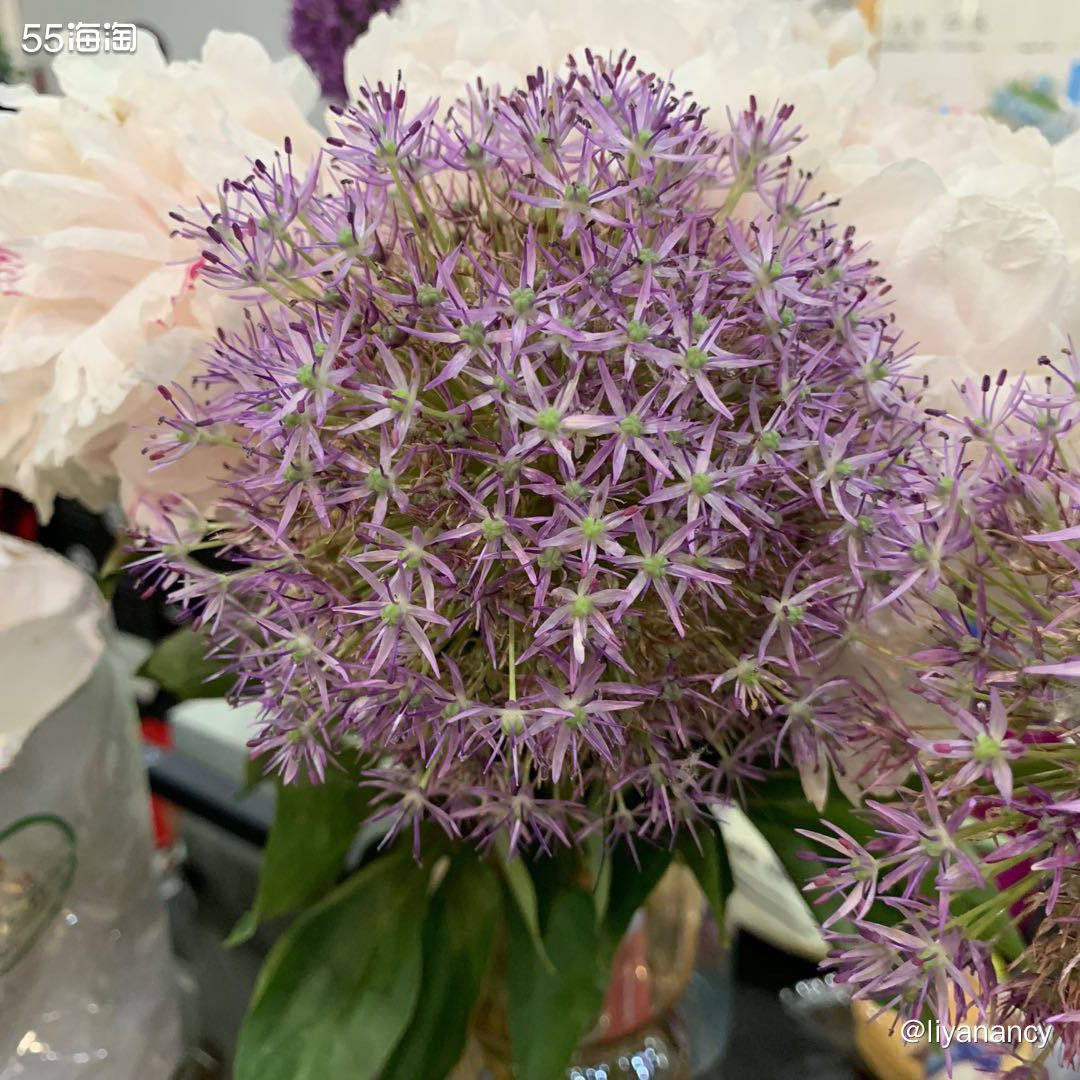 春节的鲜花  🍇同事家也在疫情严重的北方，过年也是属于中高