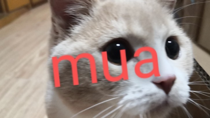宅家好物大！ 【两猫，两人，     美食，美酒，     