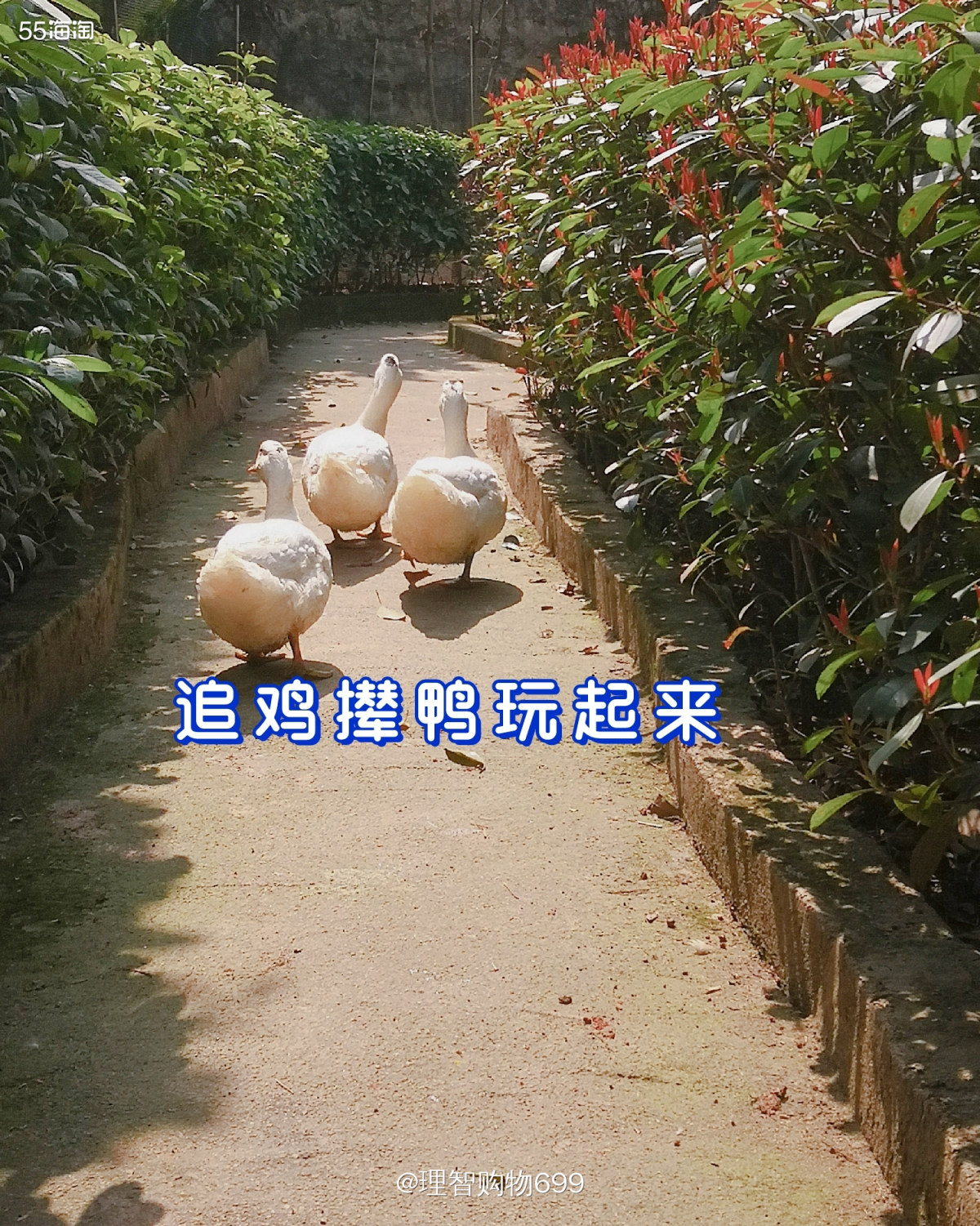 宅家忙着呢！追鸡撵鸭玩起来  🏷👉🏻乡土气息的一篇。小