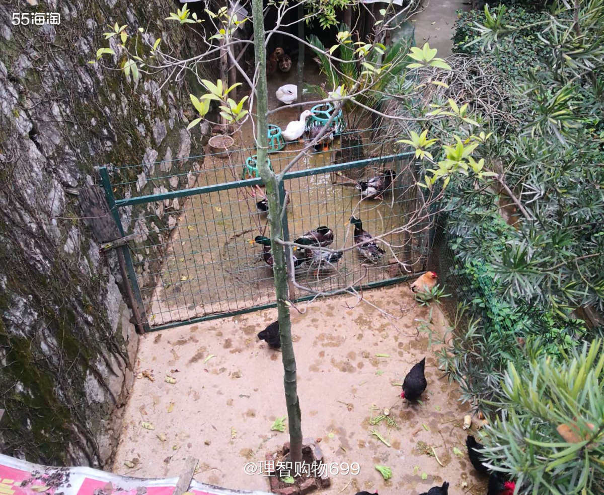 宅家忙着呢！追鸡撵鸭玩起来  🏷👉🏻乡土气息的一篇。小