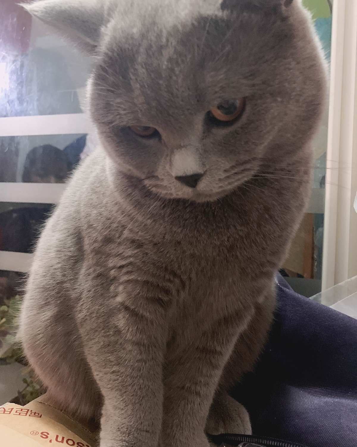 #宅家不无聊——撸猫一时爽一直撸猫一直爽🥰🥰🥰 疫情来