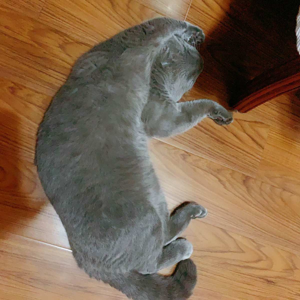 #宅家不无聊——撸猫一时爽一直撸猫一直爽🥰🥰🥰 疫情来