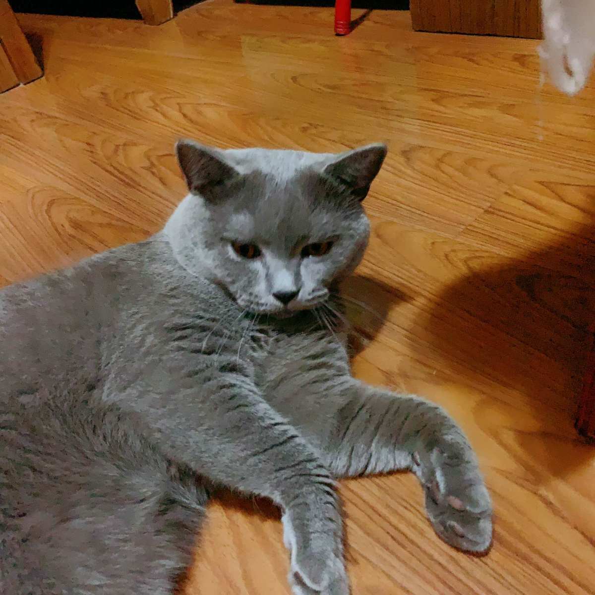 #宅家不无聊——撸猫一时爽一直撸猫一直爽🥰🥰🥰 疫情来