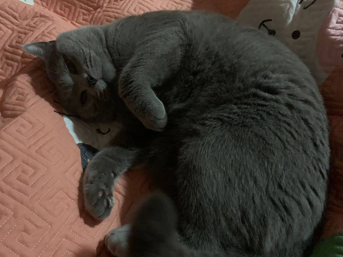 #宅家不无聊——撸猫一时爽一直撸猫一直爽🥰🥰🥰 疫情来