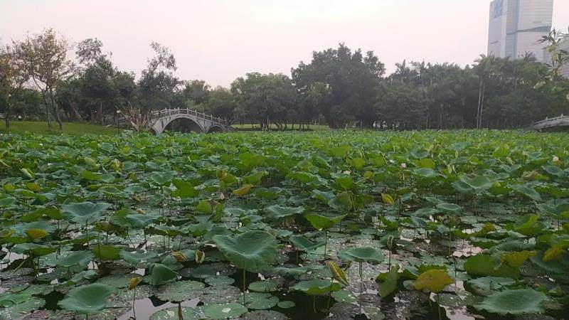 我家附近走路20-30分钟就有一个洪湖公园，这算是深圳比较大