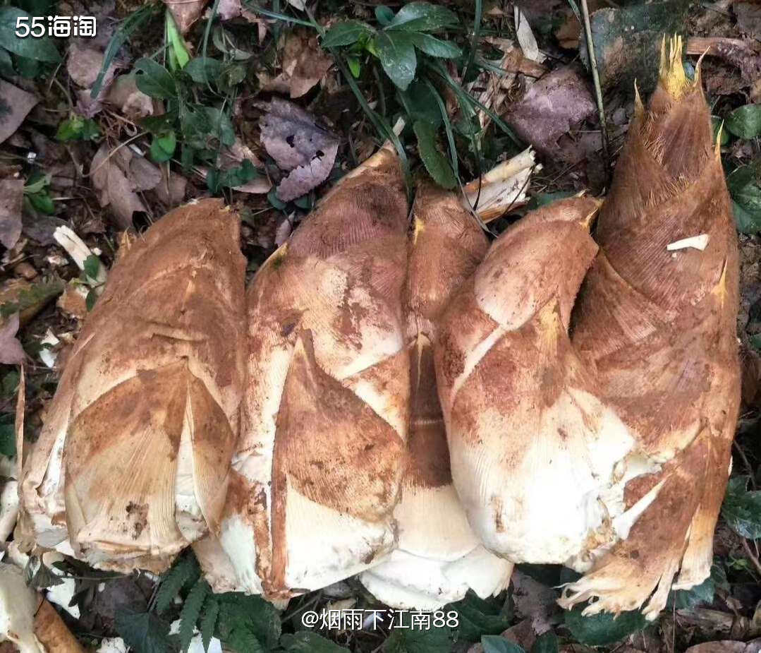 春光明媚，万物复苏，正是春季尝鲜的好时节。每年的三月份左右，