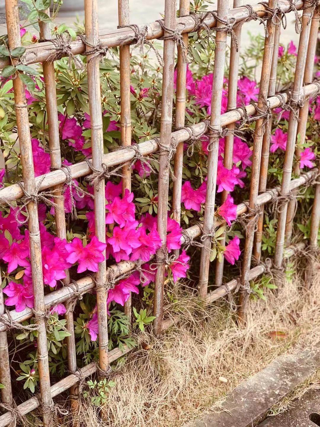 #一起踏青吧#终于盼来了清明节假期，对于大多数社畜一族来说，