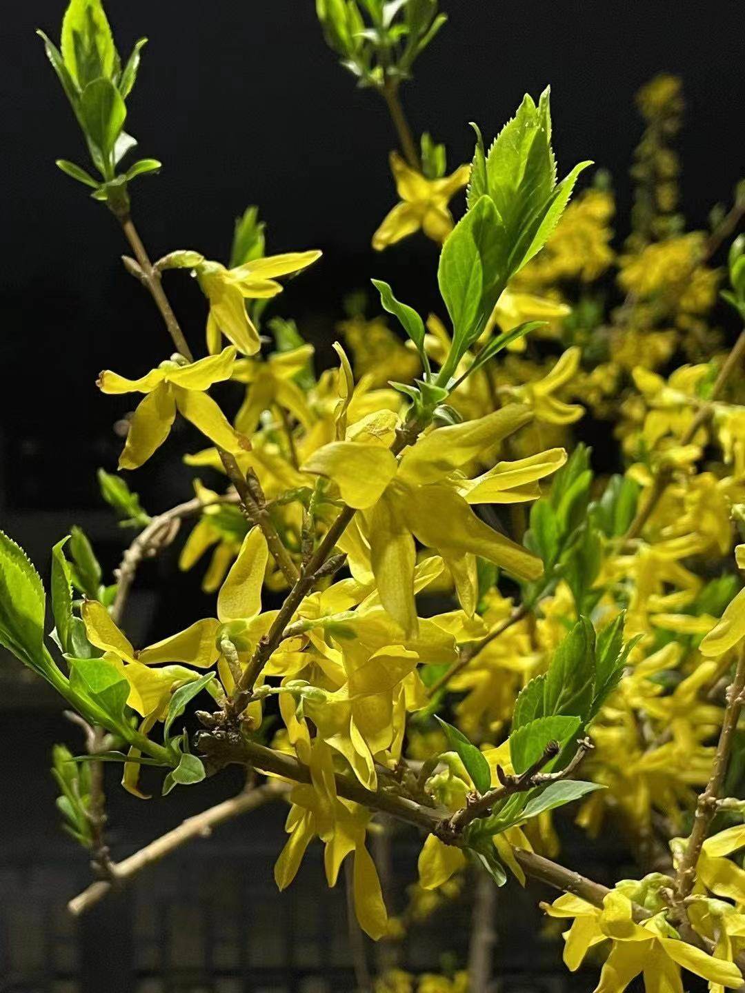 #一起踏青吧#终于盼来了清明节假期，对于大多数社畜一族来说，