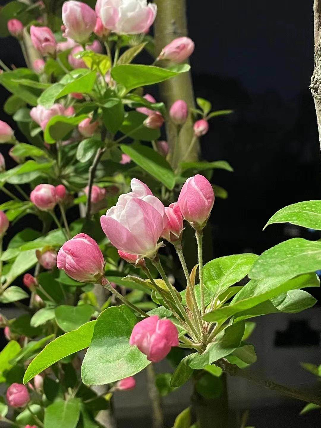 #一起踏青吧#终于盼来了清明节假期，对于大多数社畜一族来说，