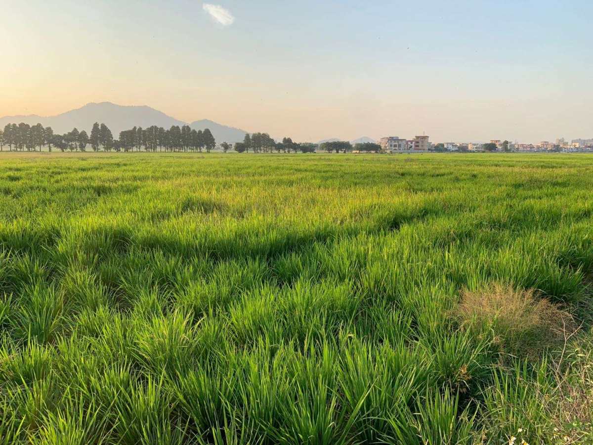 作为孙中山的故居#南朗镇#，声名在外，吸引众多旅客为此而来。