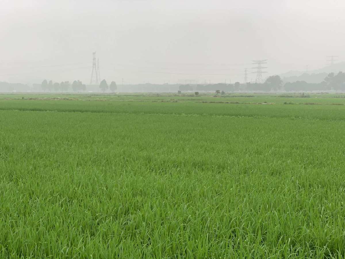 作为孙中山的故居#南朗镇#，声名在外，吸引众多旅客为此而来。