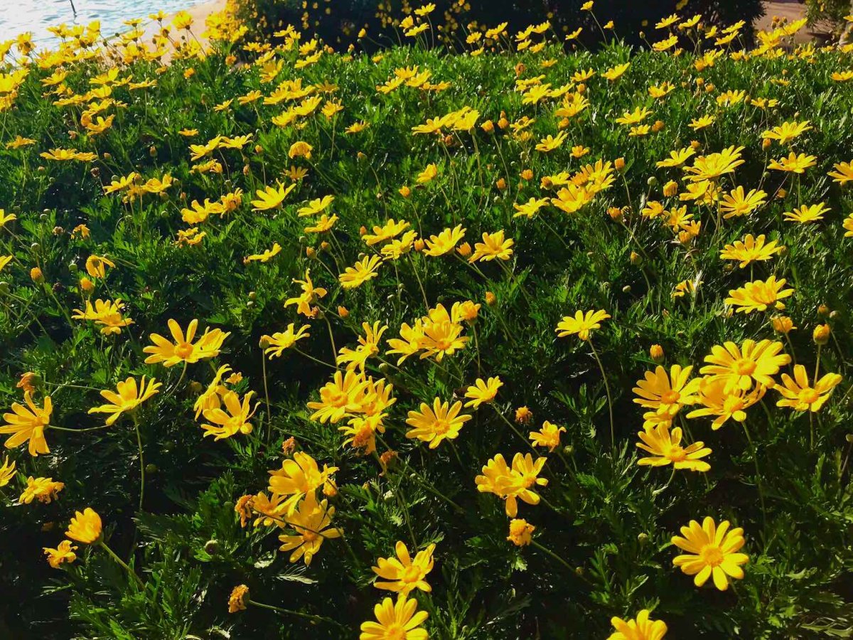 都说清明时节雨纷纷，但是重庆天气很好哎，和朋友一起去了公园，