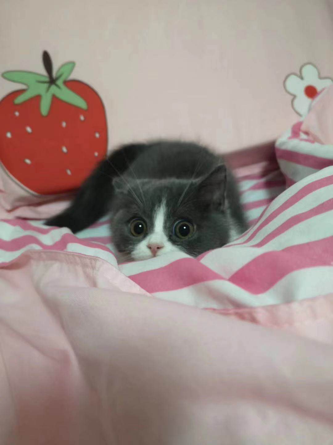 记得19年的时候。猫粮的销量排行超过了婴儿奶粉尿不湿直接暴击