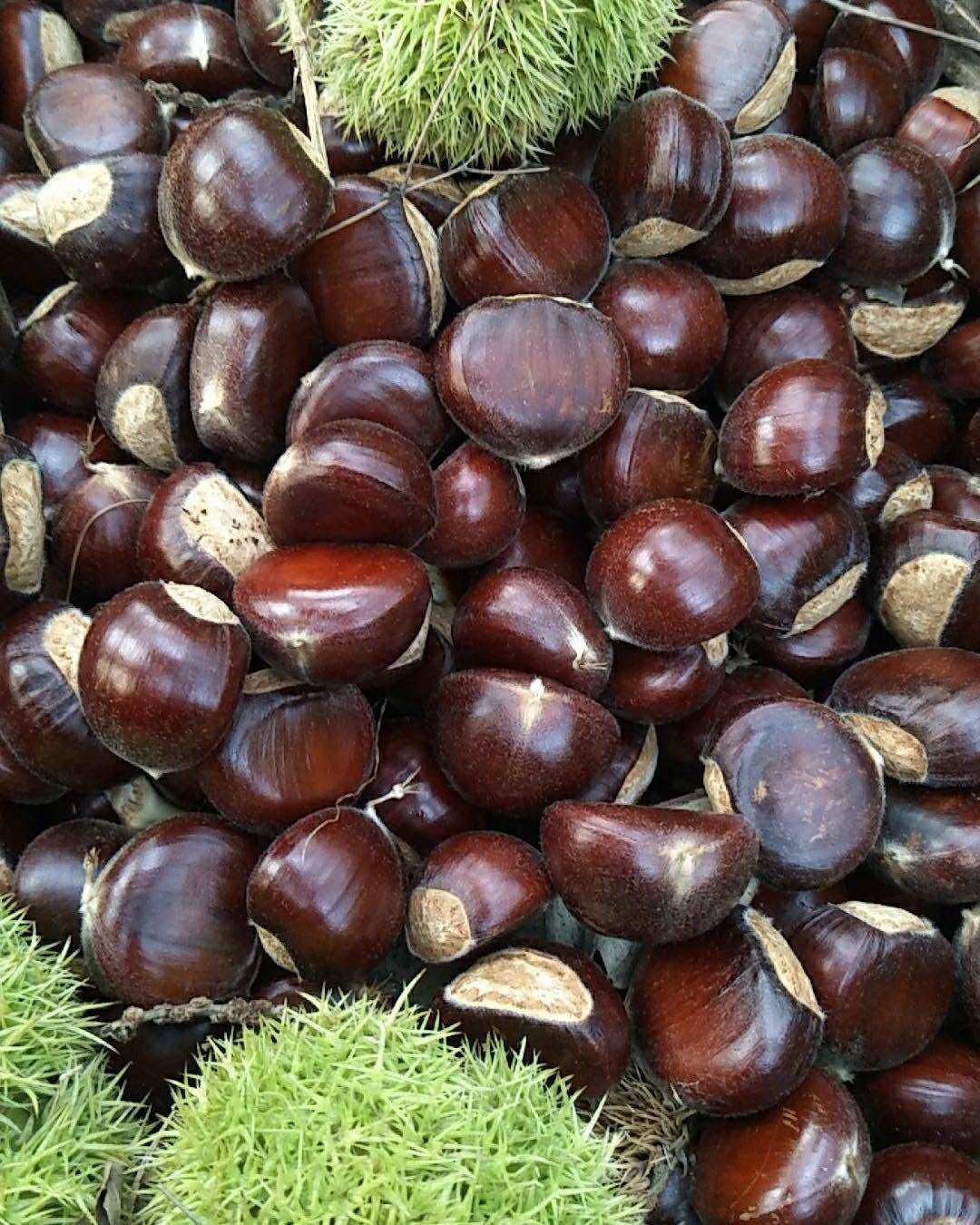 栗子功效（摘自百度百科）：富含淀粉外，尚含单糖与双糖、胡萝卜