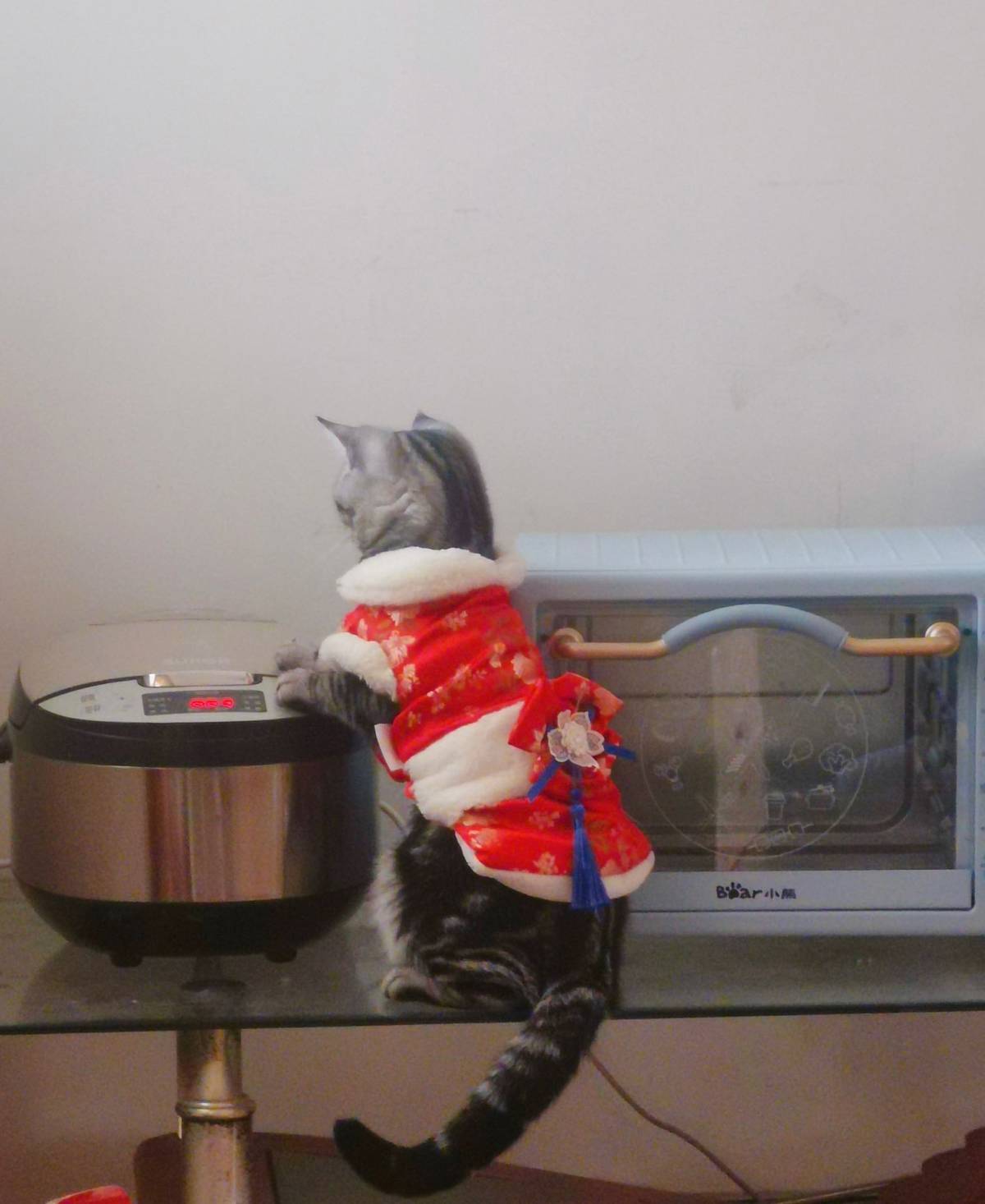 ✨临近过年了，也越来越冷了，昨天晚上下起了雨，我家的猫主子也