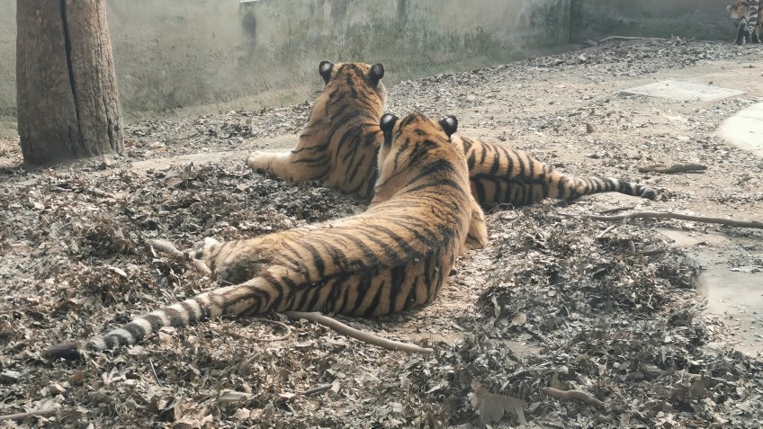 2022年是虎年，各大品牌也抓住生肖这一概念推出各种新品。包