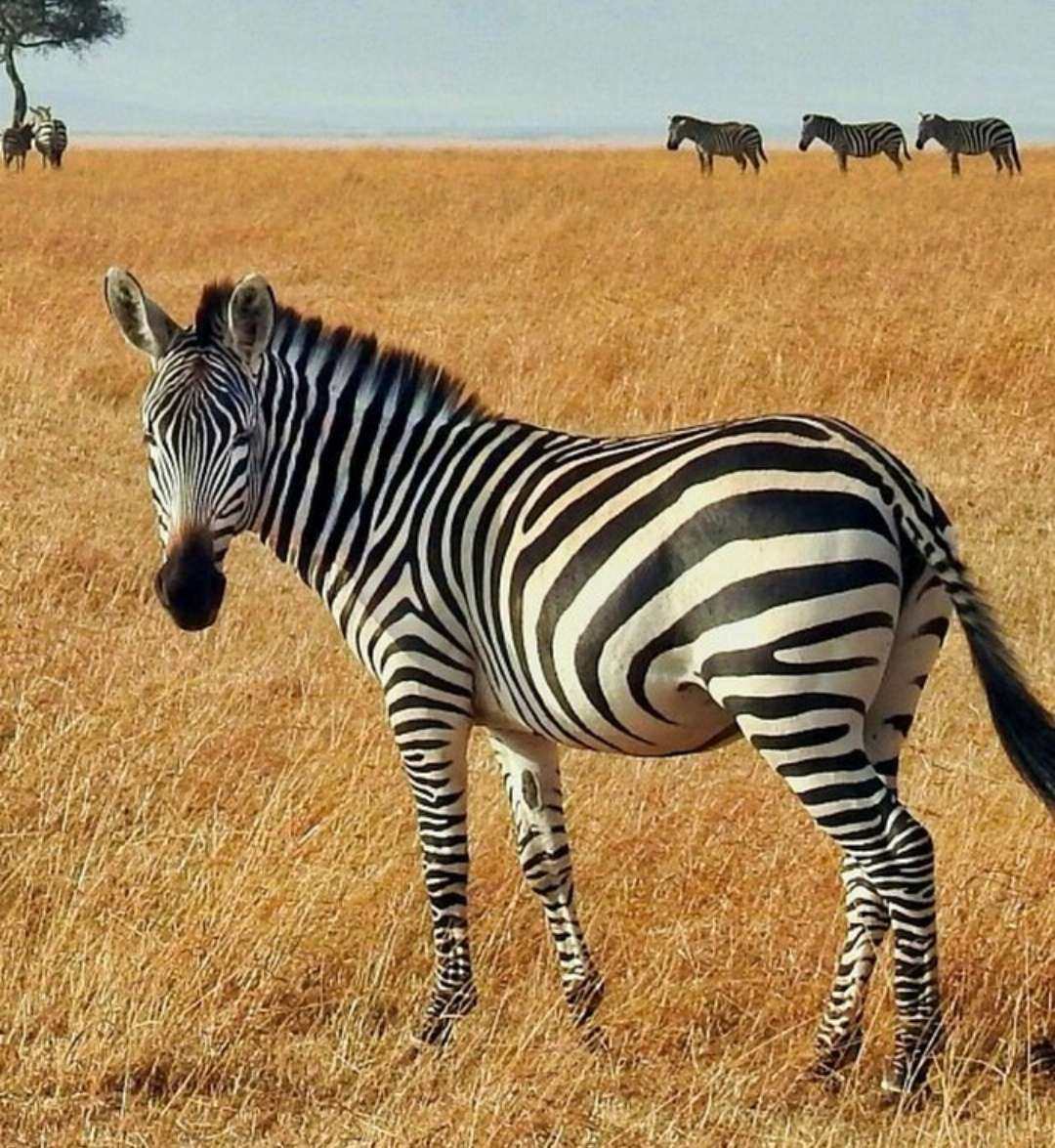 2022年是虎年，各大品牌也抓住生肖这一概念推出各种新品。包