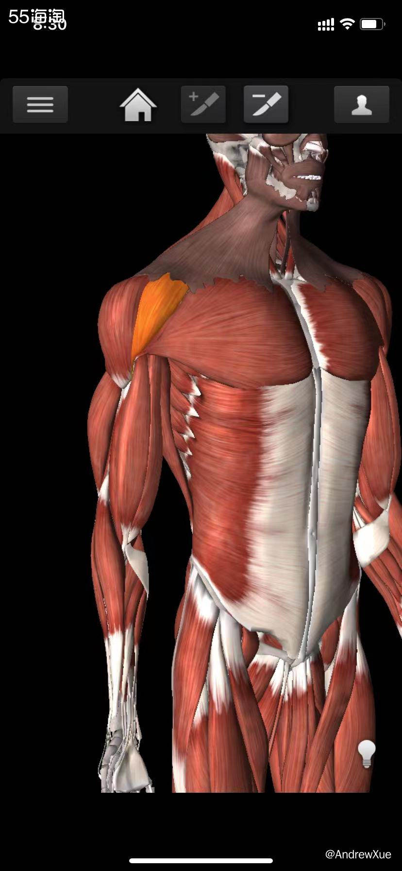 肩是分为前束、中束和后束的，不同的集群对应着不同的功能；像前