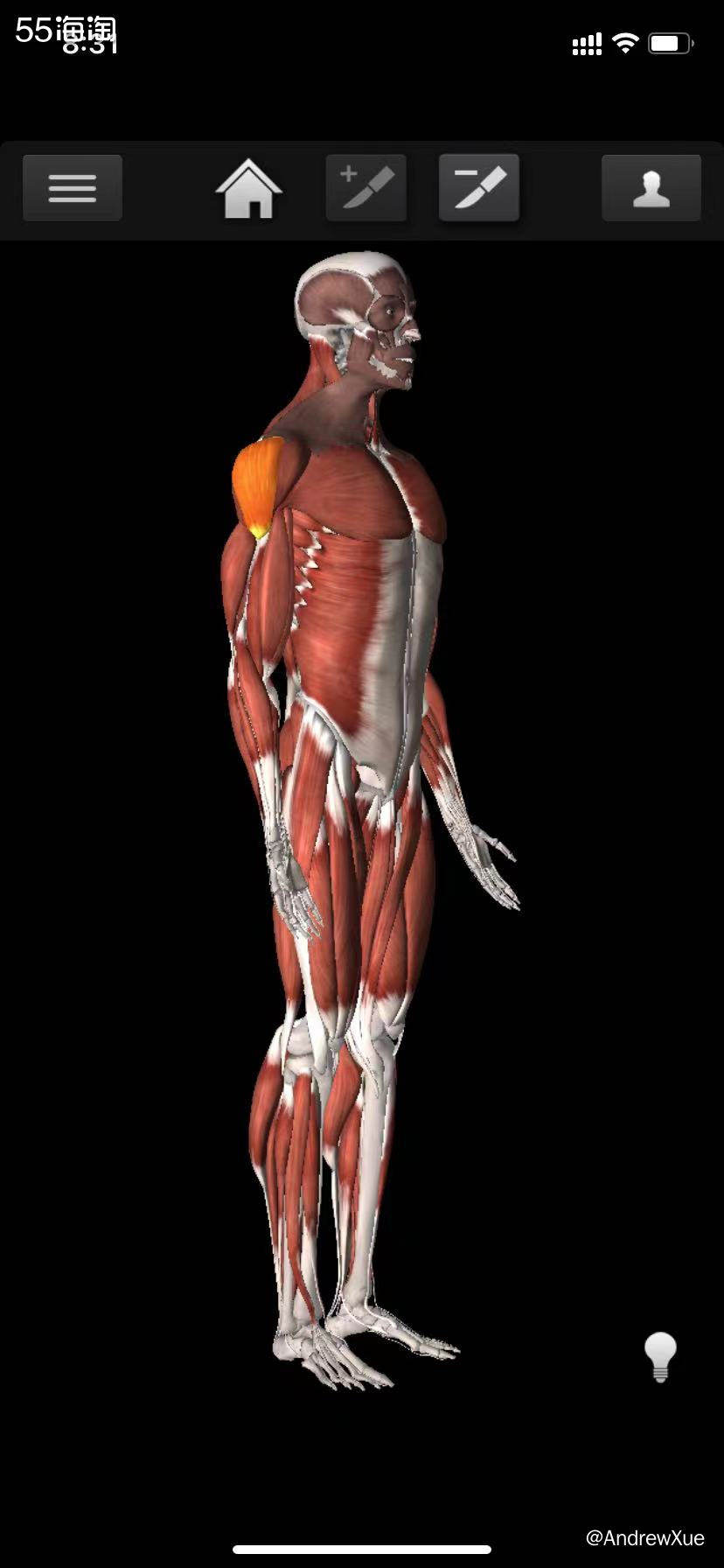 肩是分为前束、中束和后束的，不同的集群对应着不同的功能；像前