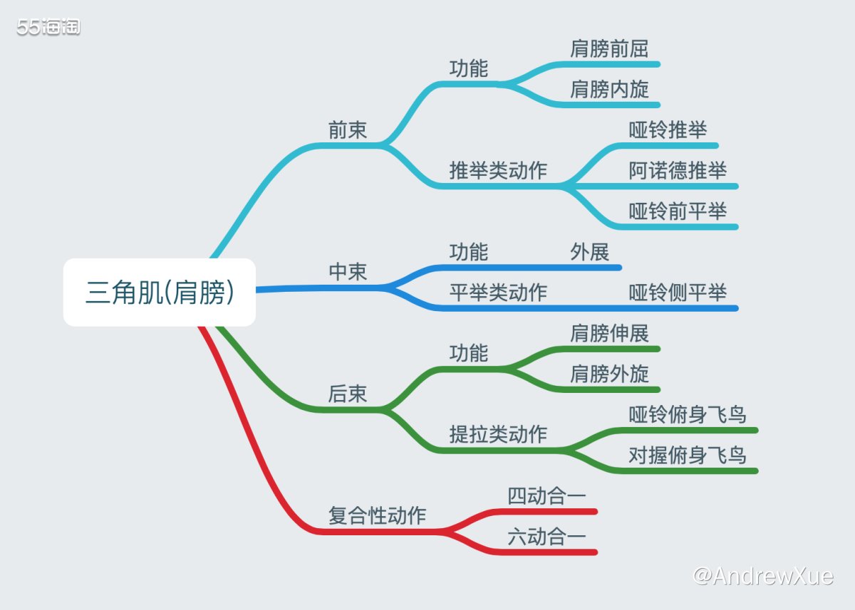 肩是分为前束、中束和后束的，不同的集群对应着不同的功能；像前