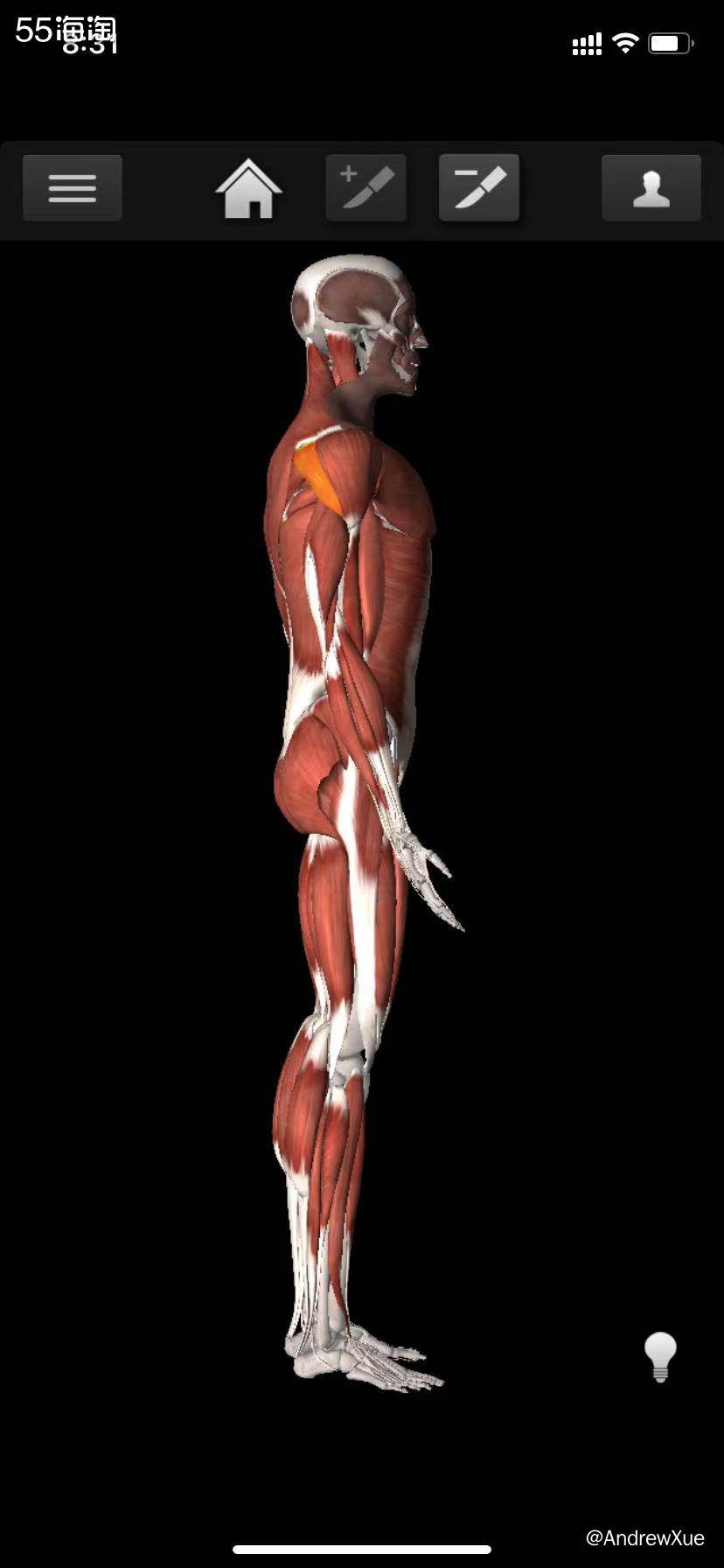 肩是分为前束、中束和后束的，不同的集群对应着不同的功能；像前