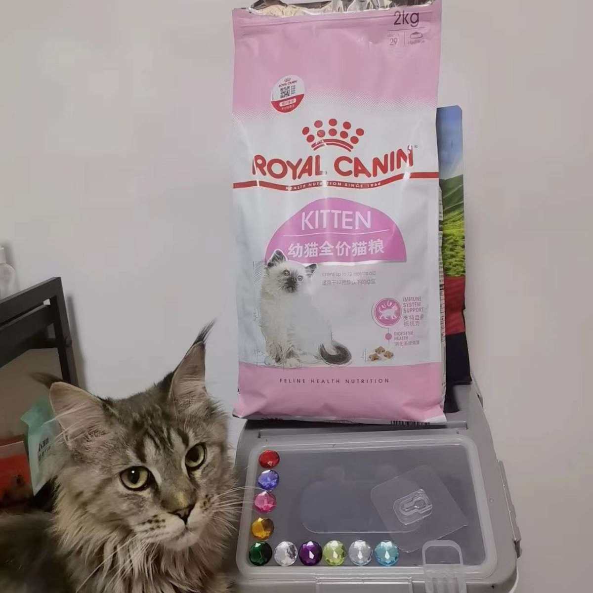 早柚是缅因猫， 吃得多，拉得多，有活动，必须囤货。 现在5个