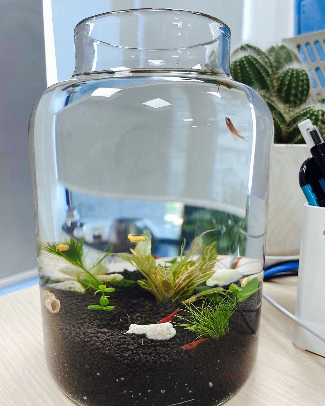 🌈前阵子在网上看到这种生态瓶，里面有小、小虾、螺和水草，超