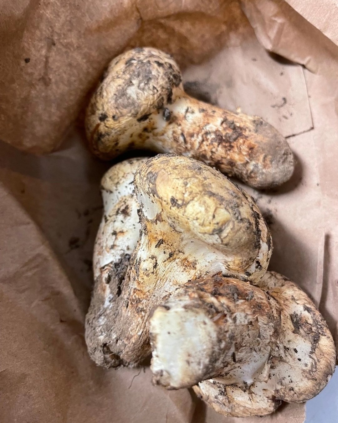 🍄松茸又叫松蕈、松菇，属口蘑科食用真菌，具有蛋白质、脂肪、