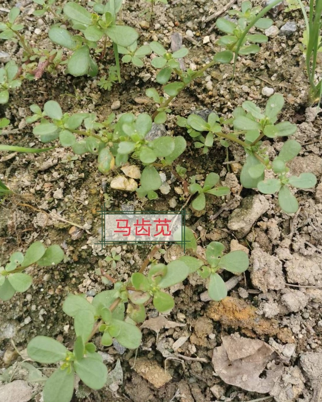 💁💁今天下午去菜地里摘菜，发现几块地都长满了马齿苋（如最