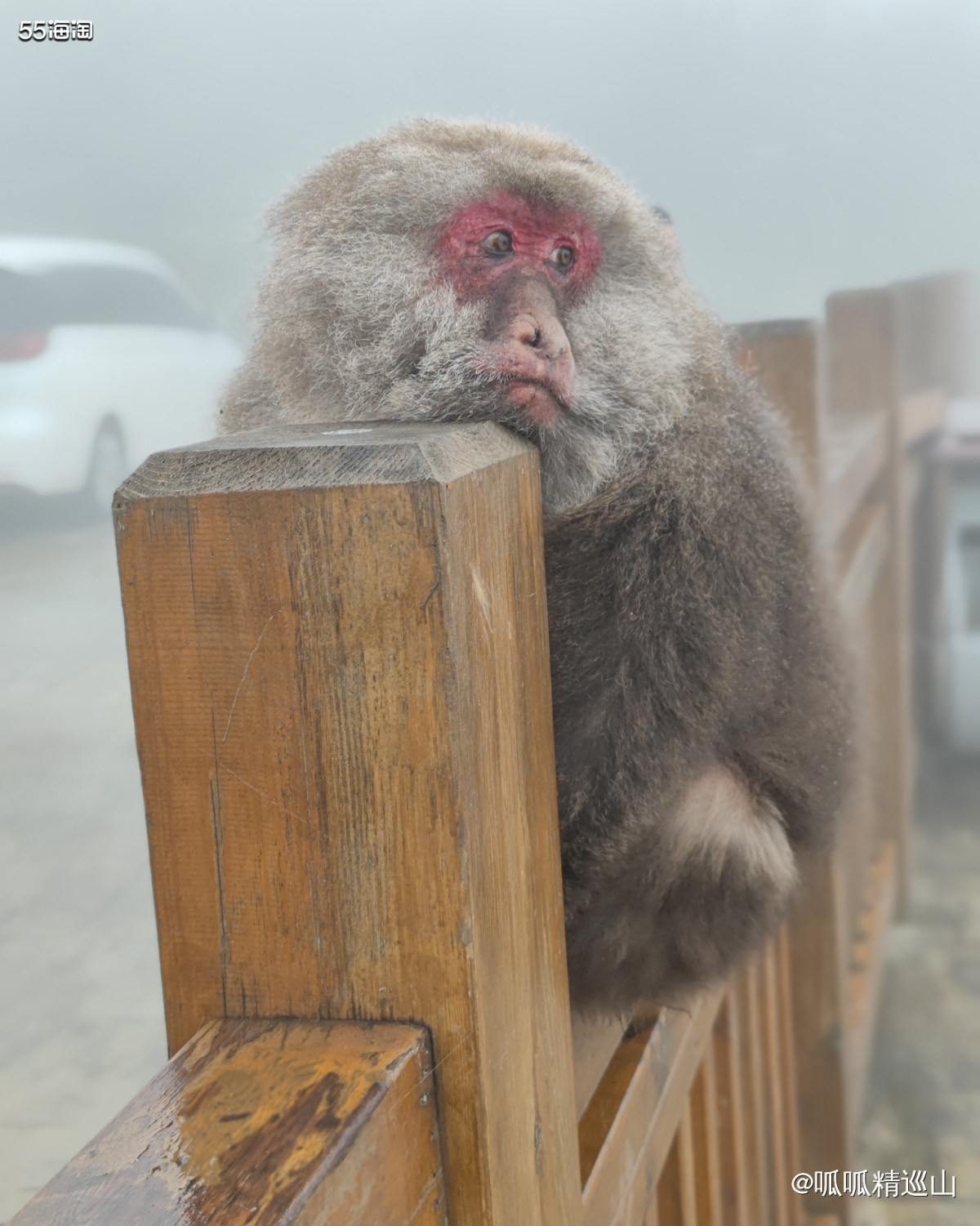 🔶前面讲了国庆和老公一起去峨眉山爬山。了解峨眉山的人都知道
