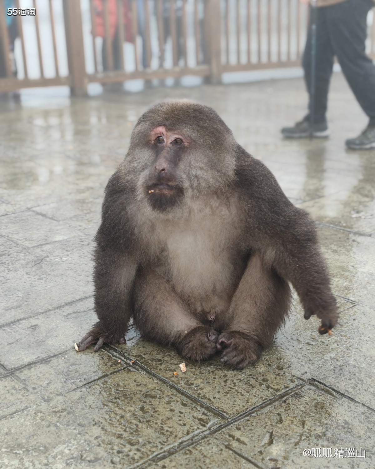 🔶前面讲了国庆和老公一起去峨眉山爬山。了解峨眉山的人都知道