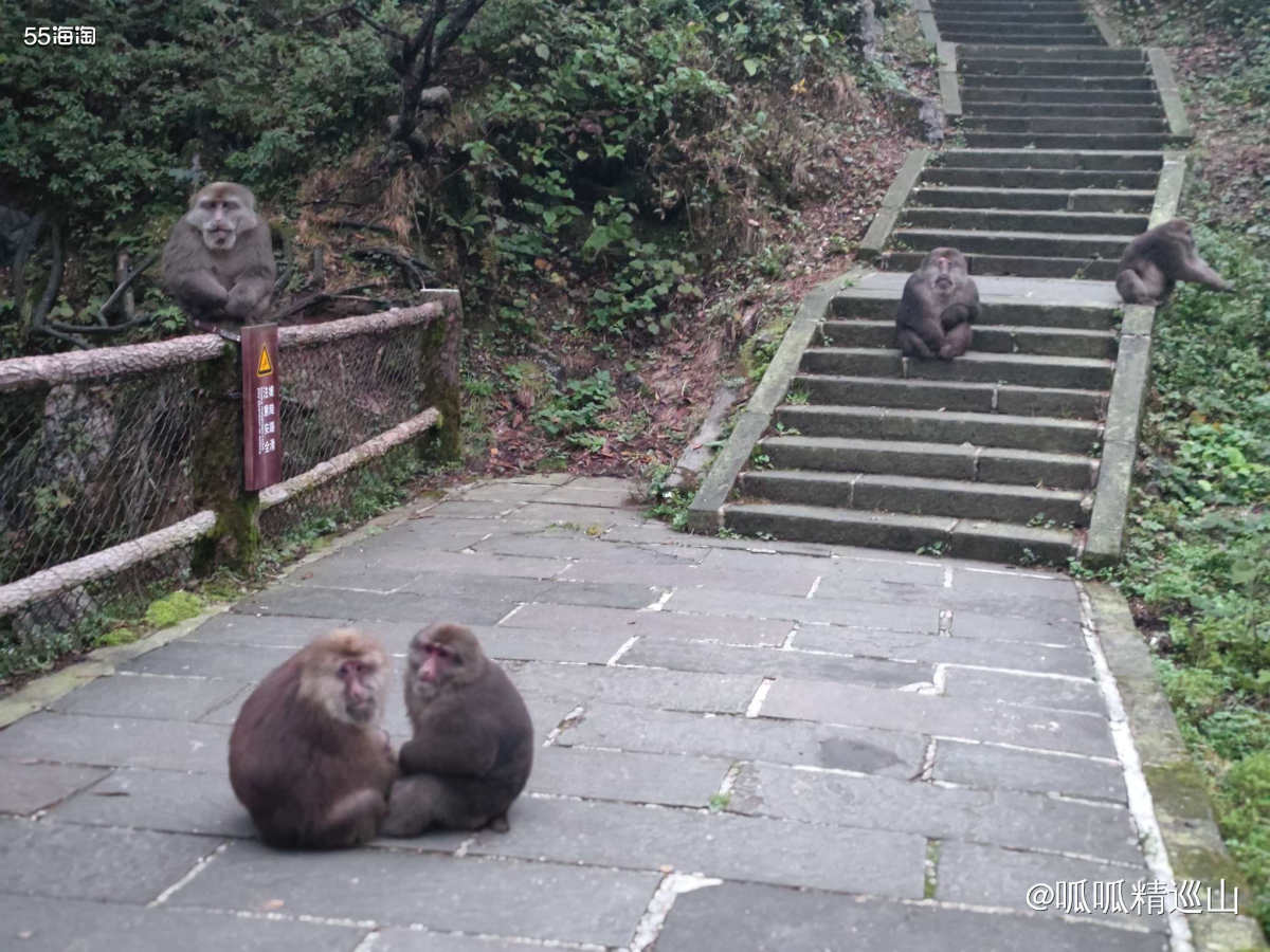 🔶前面讲了国庆和老公一起去峨眉山爬山。了解峨眉山的人都知道