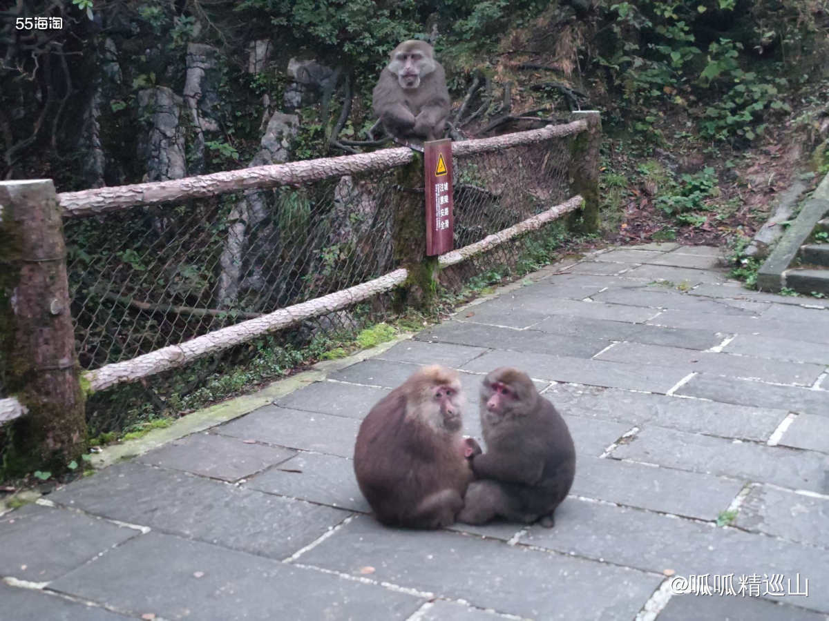 🔶前面讲了国庆和老公一起去峨眉山爬山。了解峨眉山的人都知道