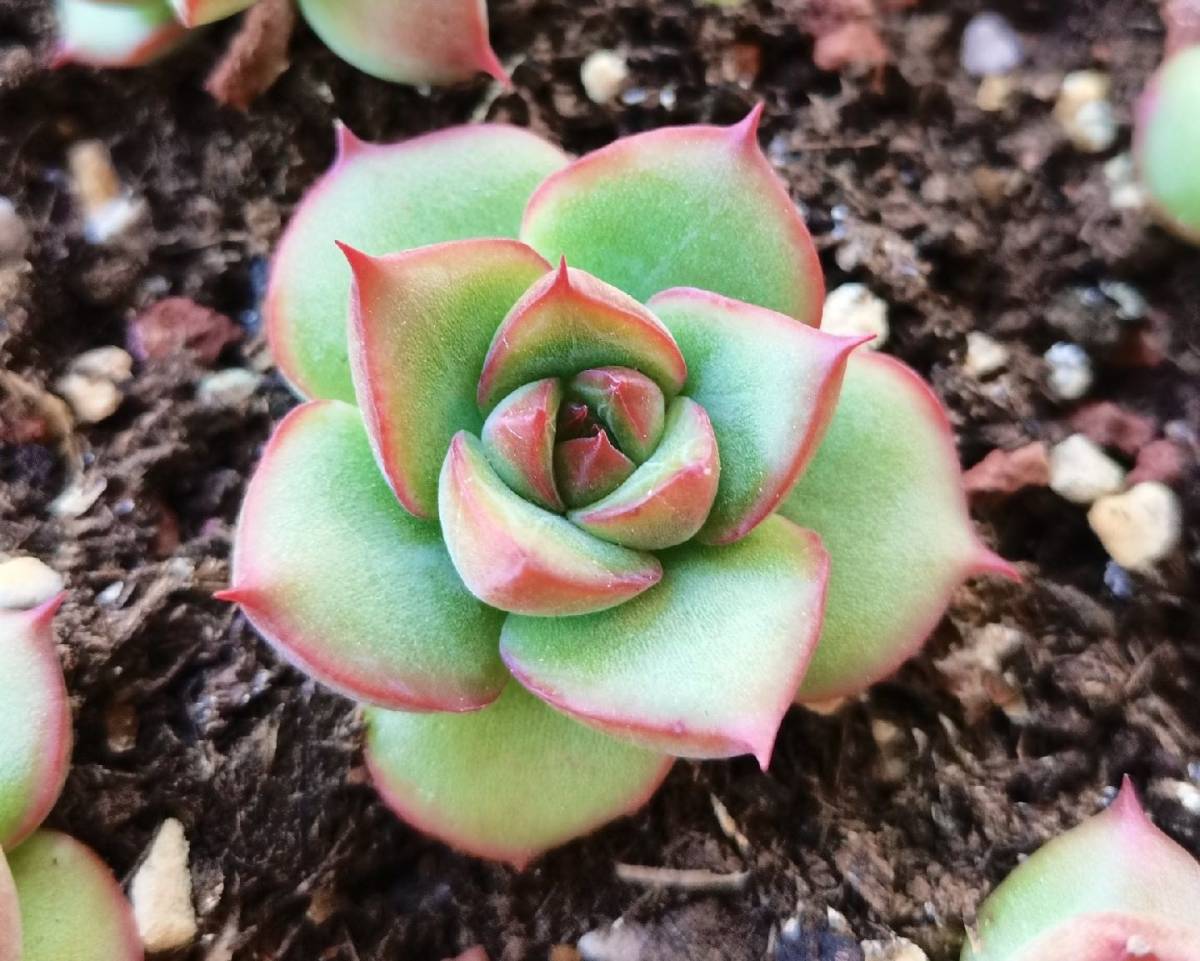 🍀国庆第二天，29号在淘宝上买的多肉土终于到了，那个激动啊