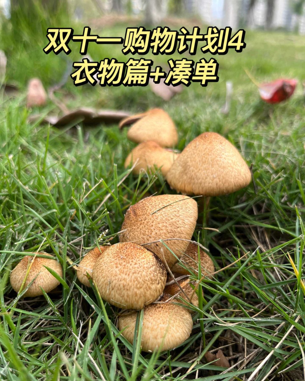 ✅今天是11月10日，前两天一直还在考虑需要买写什么？这两天