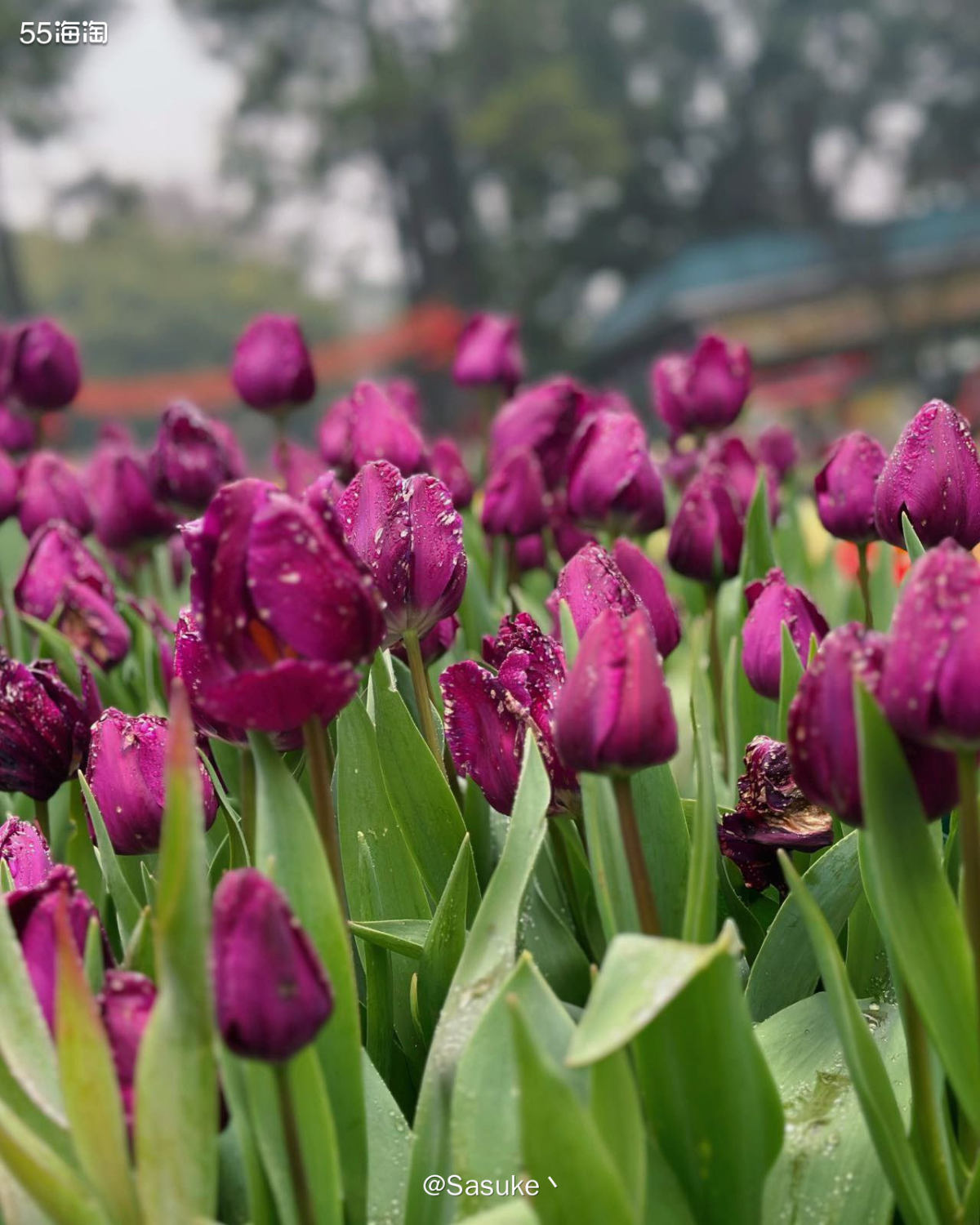 🌷赏春光这个话题还比较适合我，我经常会去一些地方打卡，这是