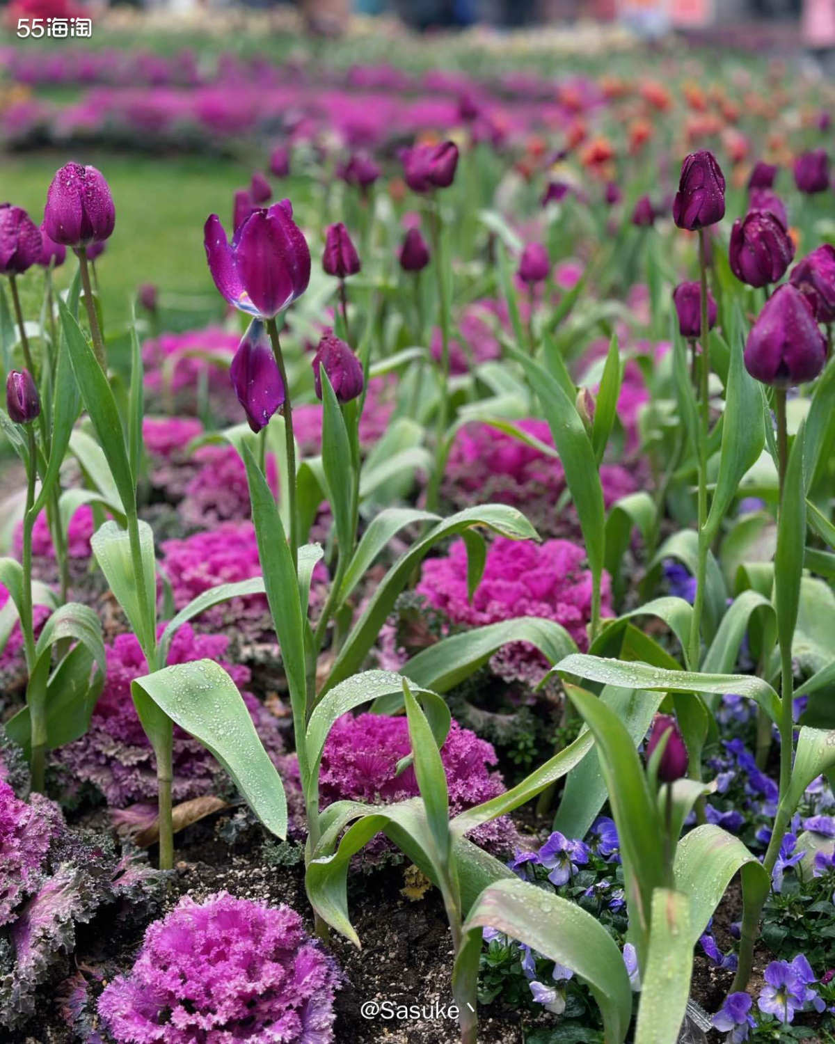 🌷赏春光这个话题还比较适合我，我经常会去一些地方打卡，这是