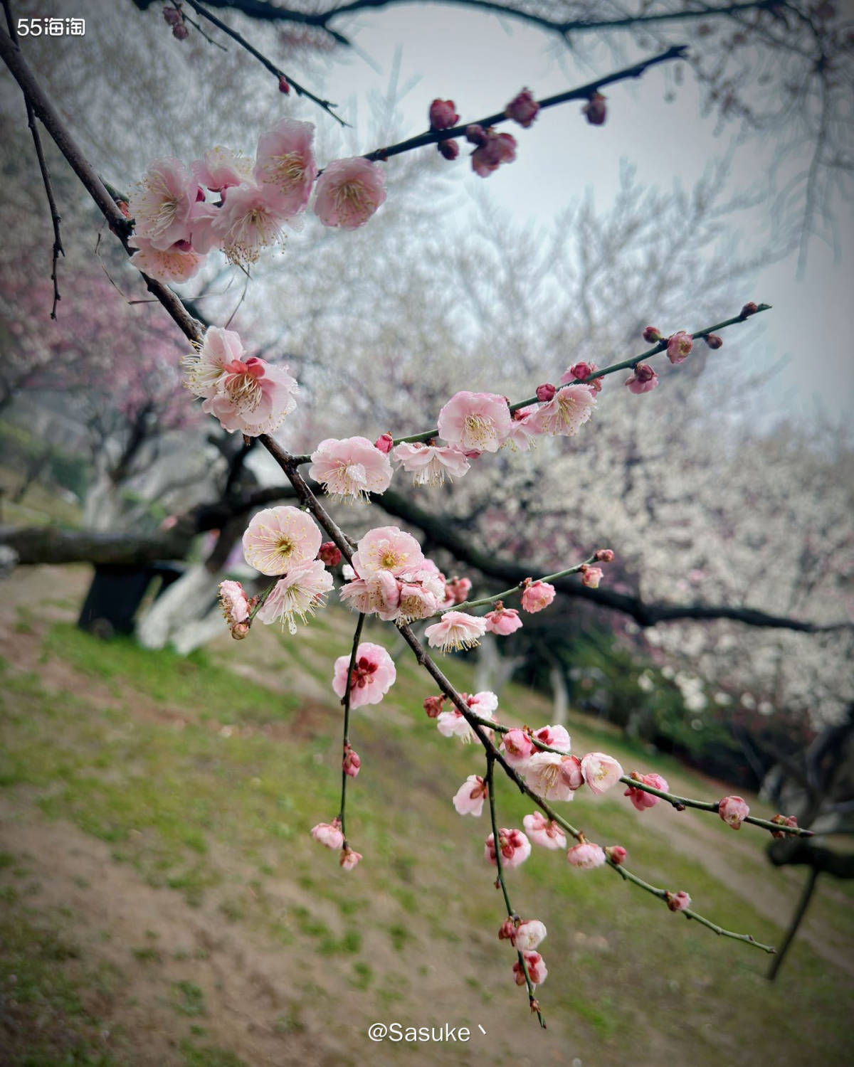 🌷赏春光这个话题还比较适合我，我经常会去一些地方打卡，这是