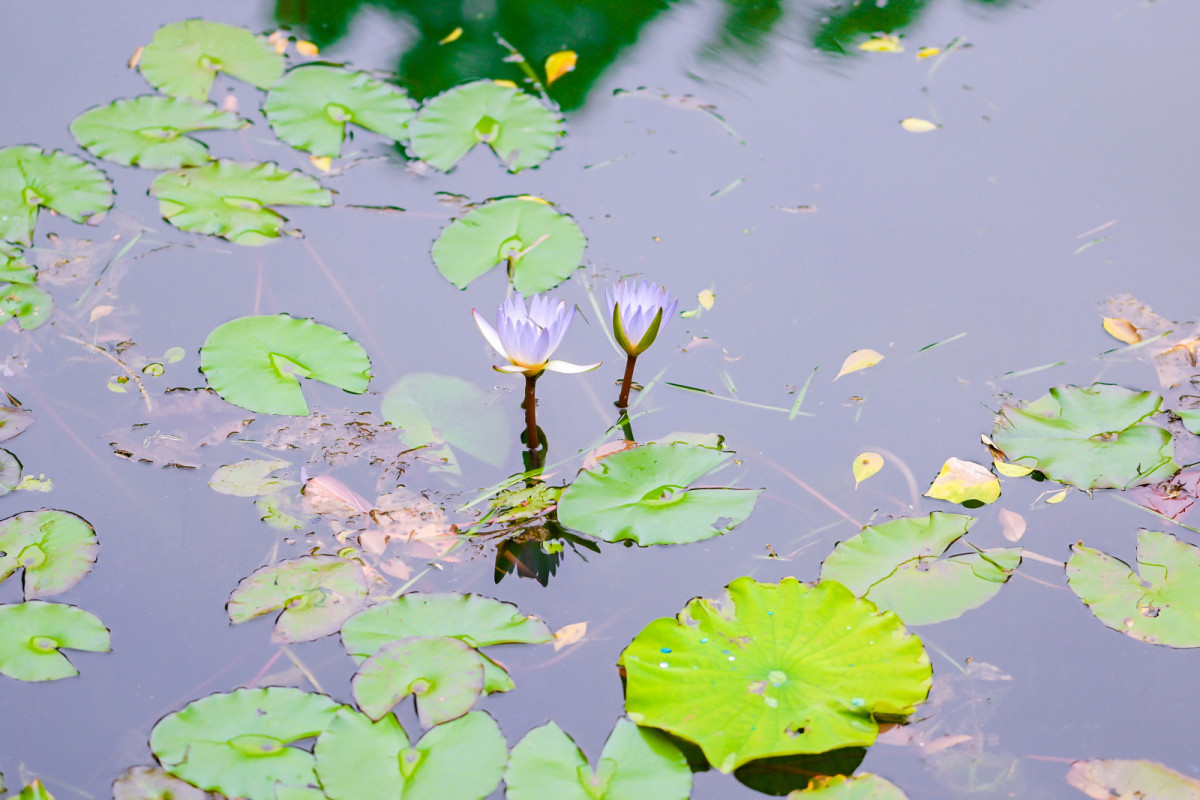 雨霁风光，春分天气。 千花百卉争明媚。 画梁新燕一双双，玉笼